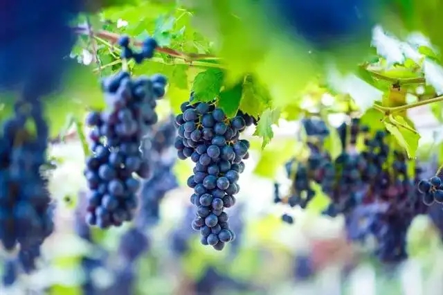 1648887875524542.jpg src=http___5b0988e595225.cdn.sohucs.com_q_70,c_zoom,w_640_images_20180816_e1f0c21feed14717a3e5178ba282c2e9.jpeg&refer=http___5b0988e595225.cdn.sohucs.webp.jpg