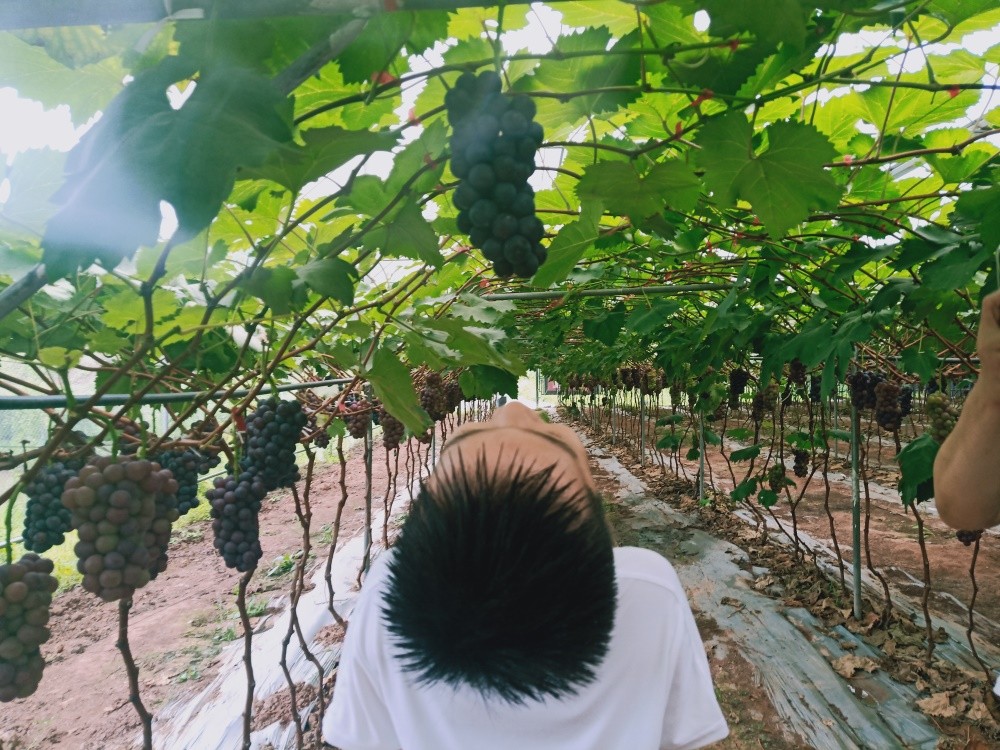 重慶葡萄基地 _這個(gè)夏日，一起感受美如畫(huà)的田園風(fēng)光