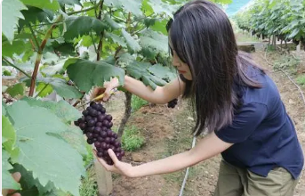 1632896651893081.png 葡萄7.png